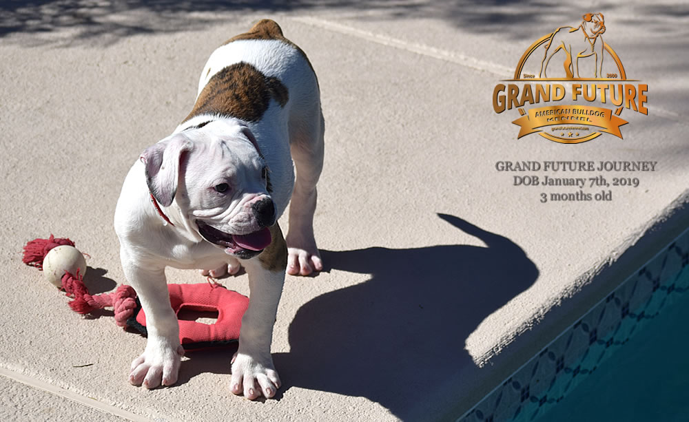 American Bulldog - GRAND FUTURE JOURNEY