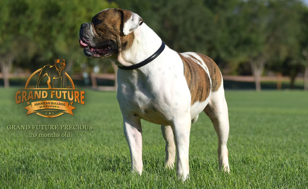 American Bulldog - Grand Future Precious - American Bulldog