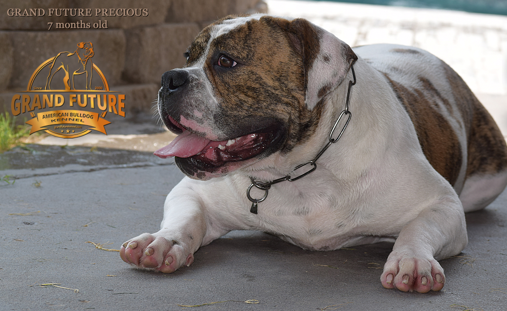 American Bulldog - Grand Future Precious - American Bulldog