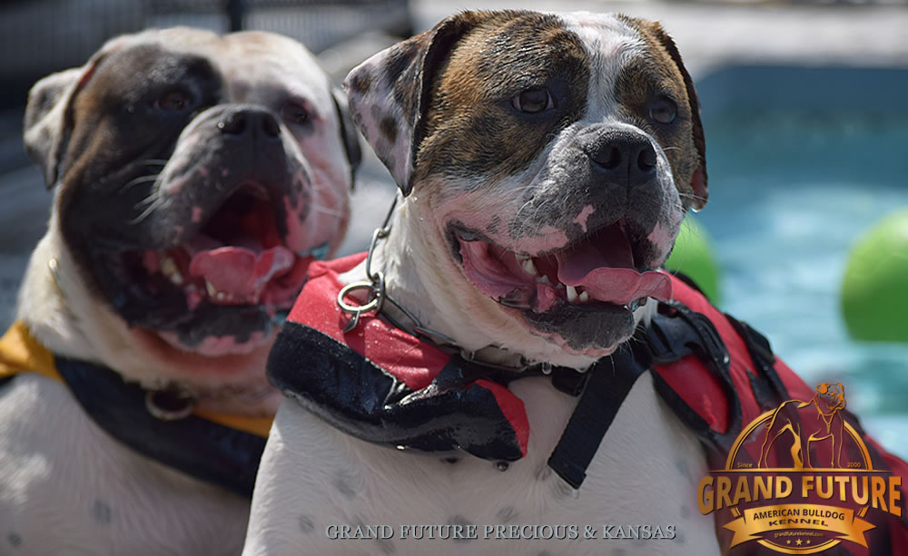 American Bulldog - Grand Future Precious - American Bulldog