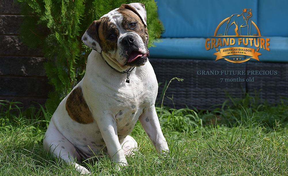 American Bulldog - Grand Future Precious - American Bulldog