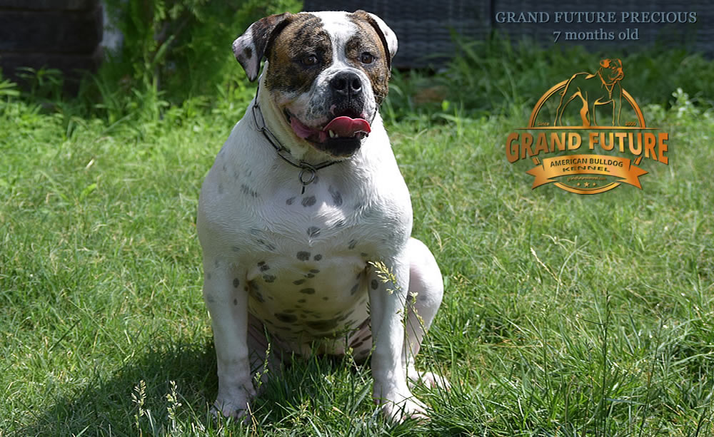 American Bulldog - Grand Future Precious - American Bulldog