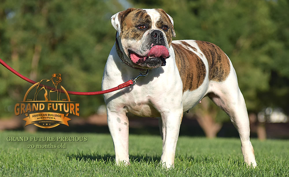 American Bulldog - Grand Future Precious - American Bulldog