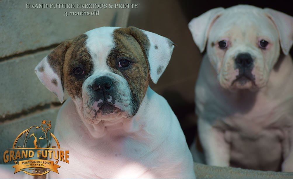 American Bulldog - Grand Future Precious - American Bulldog