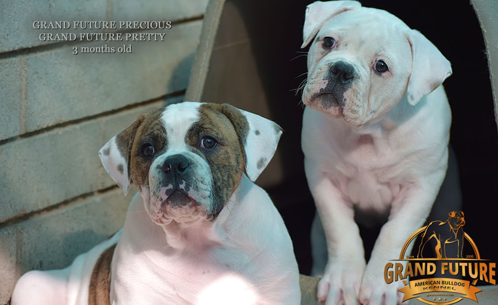 American Bulldog - Grand Future Precious - American Bulldog