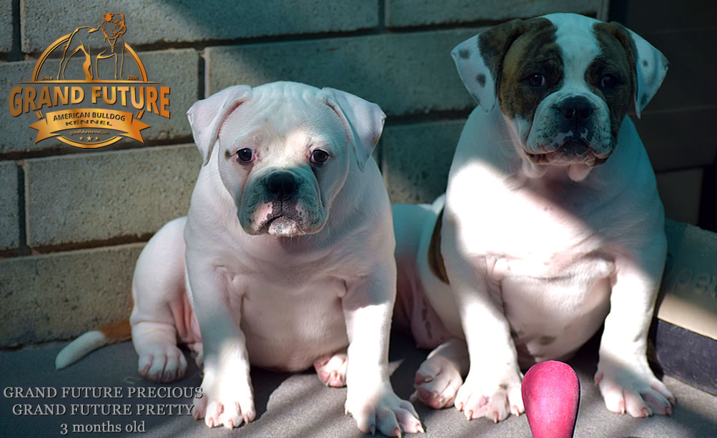 American Bulldog - Grand Future Precious - American Bulldog