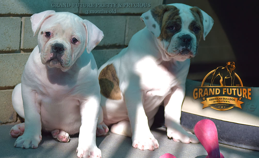 American Bulldog - Grand Future Precious - American Bulldog