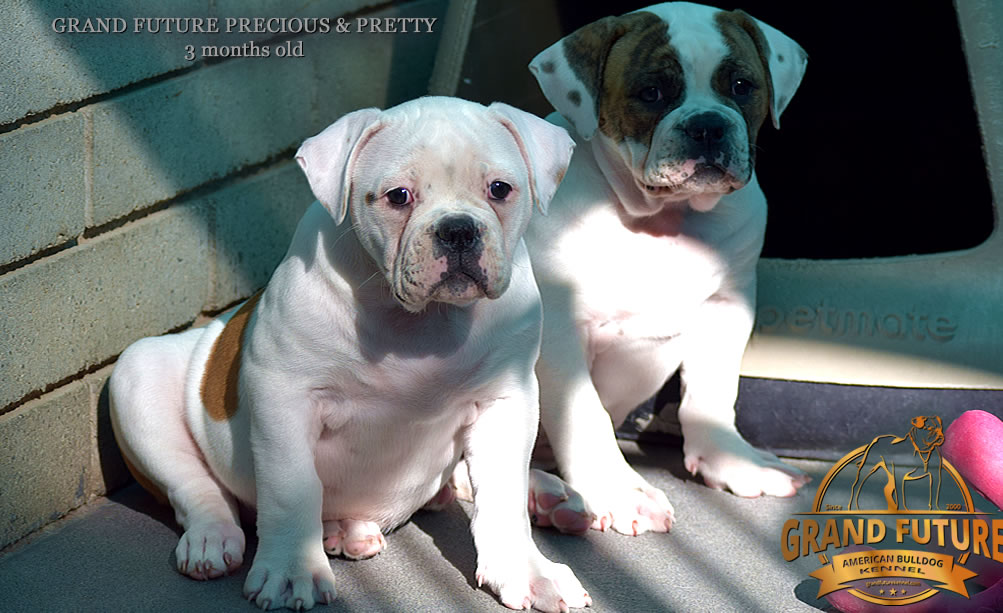 American Bulldog - Grand Future Precious - American Bulldog