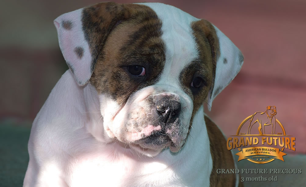 American Bulldog - Grand Future Precious - American Bulldog