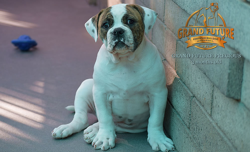 American Bulldog - Grand Future Precious - American Bulldog