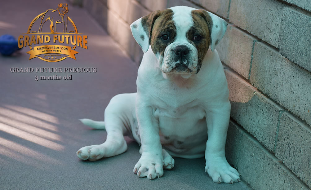 American Bulldog - Grand Future Precious - American Bulldog