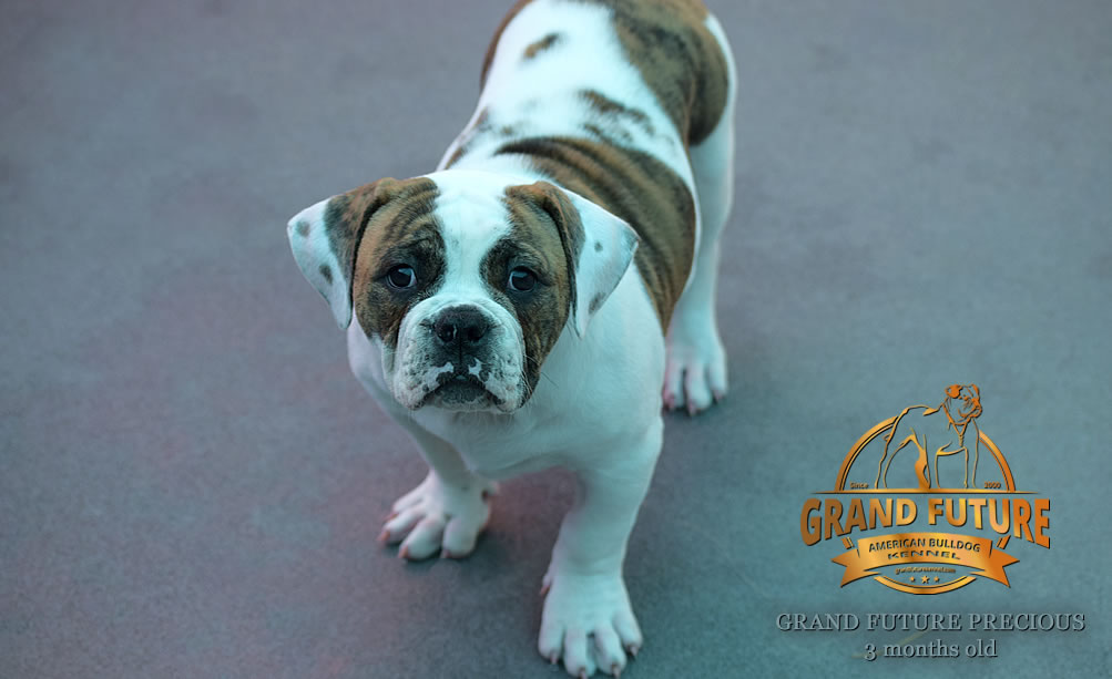 American Bulldog - Grand Future Precious - American Bulldog