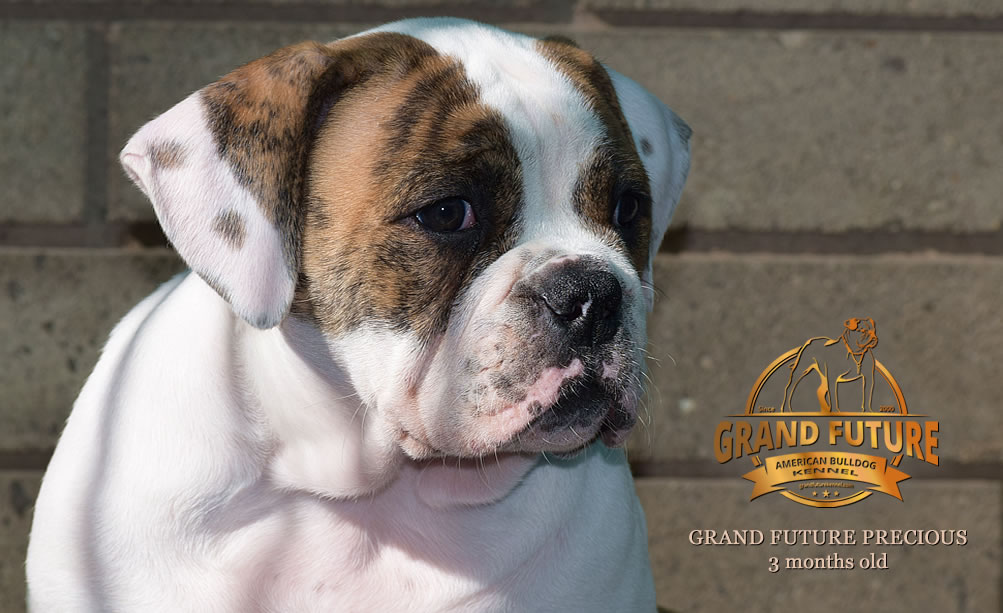 American Bulldog - Grand Future Precious - American Bulldog