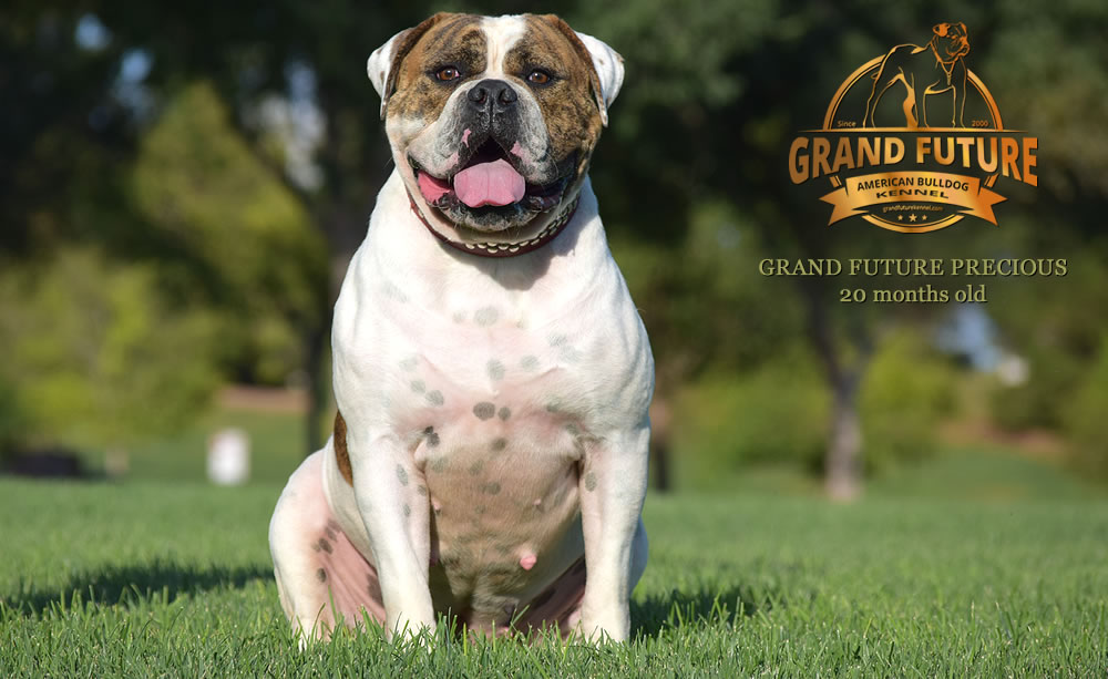 American Bulldog - Grand Future Precious - American Bulldog