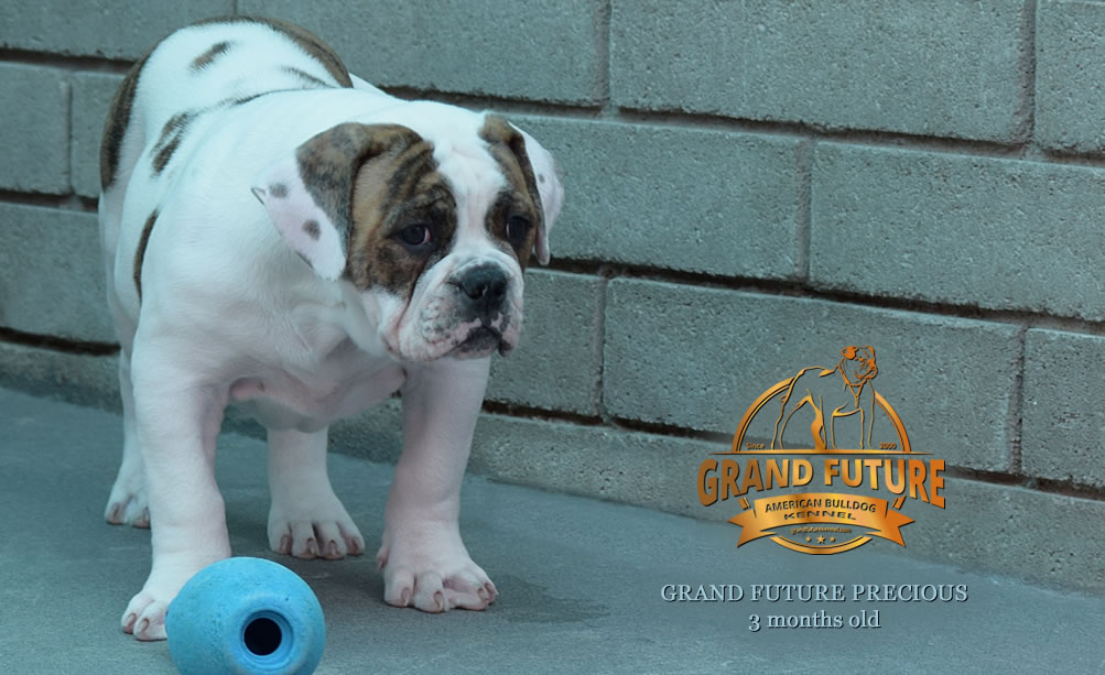 American Bulldog - Grand Future Precious - American Bulldog