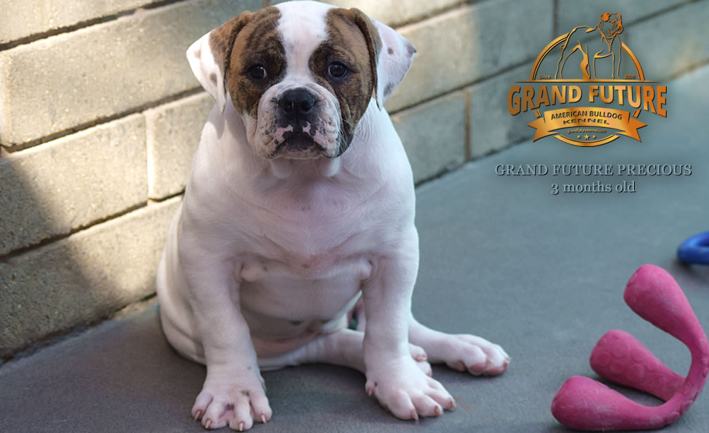 American Bulldog - Grand Future Precious - American Bulldog