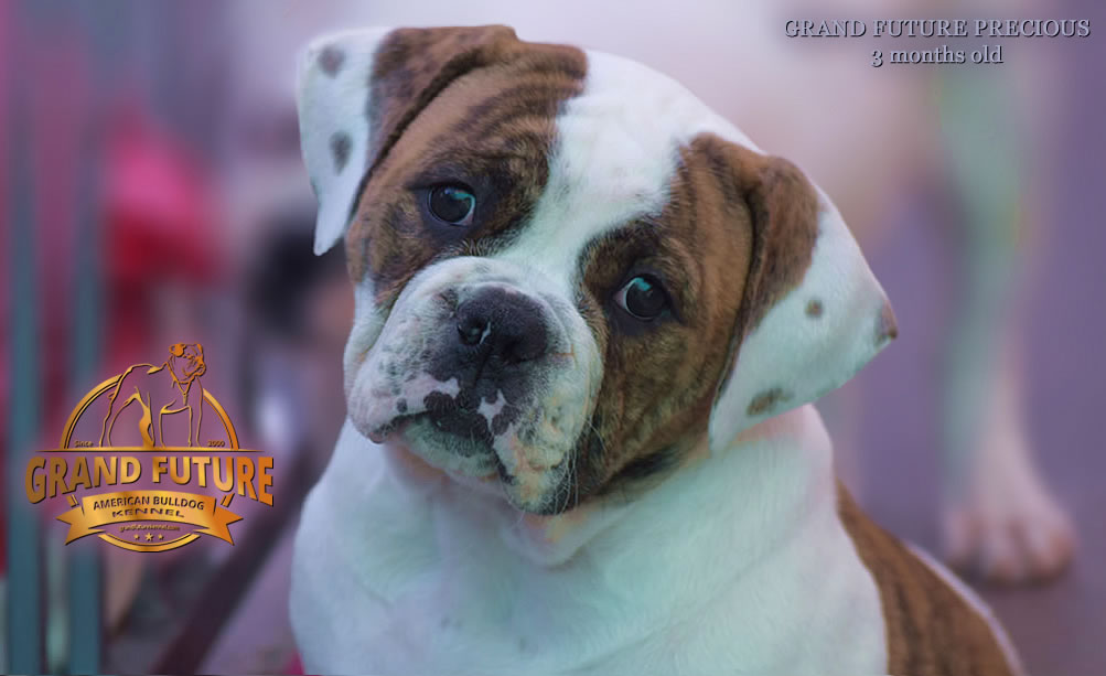 American Bulldog - Grand Future Precious - American Bulldog