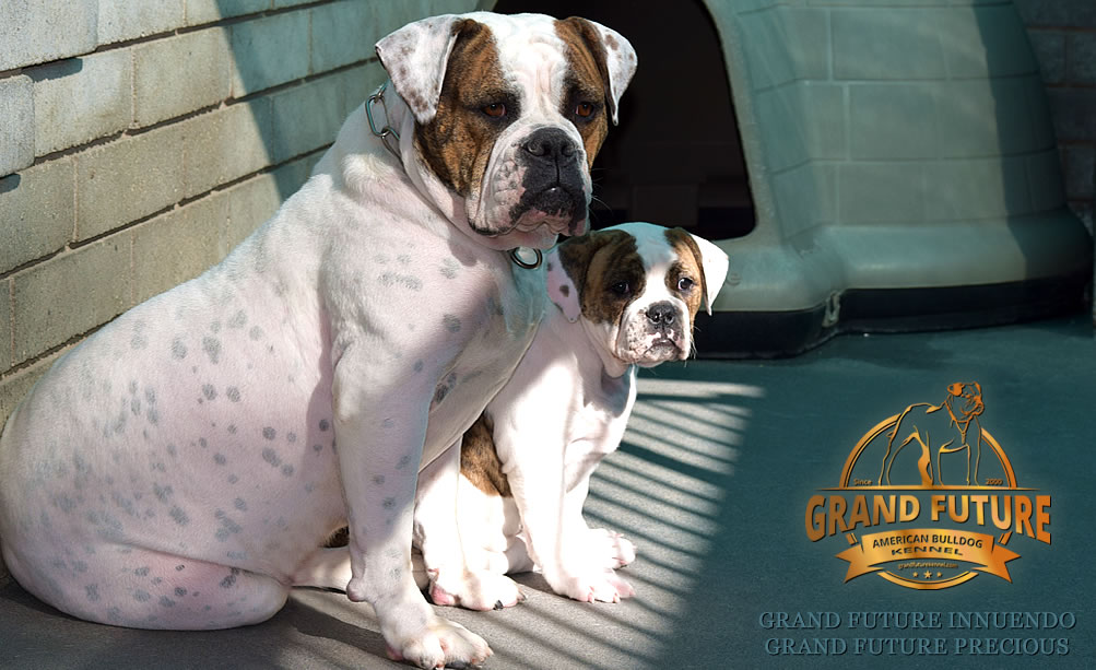 American Bulldog - Grand Future Precious - American Bulldog