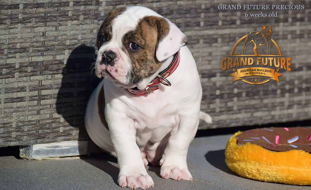 American Bulldog - Grand Future Precious - American Bulldog