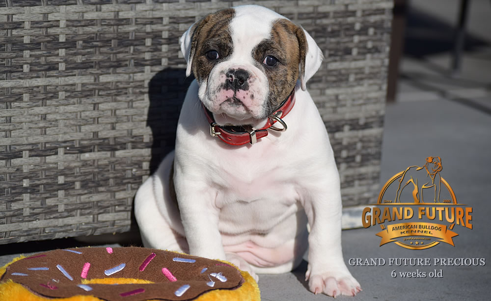 American Bulldog - Grand Future Precious - American Bulldog