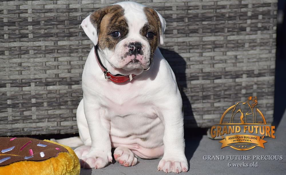 American Bulldog - Grand Future Precious - American Bulldog