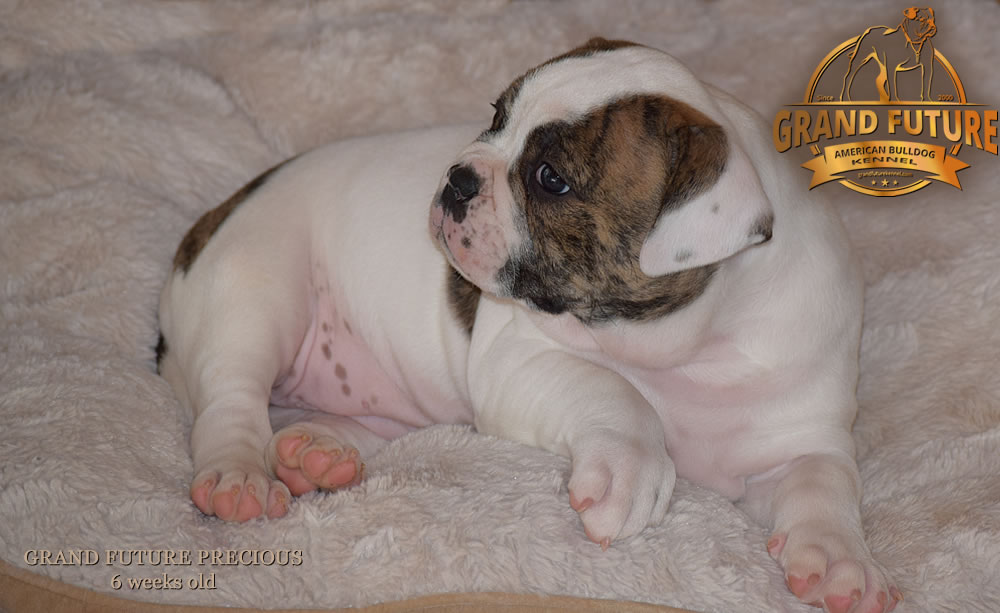 American Bulldog - Grand Future Precious - American Bulldog