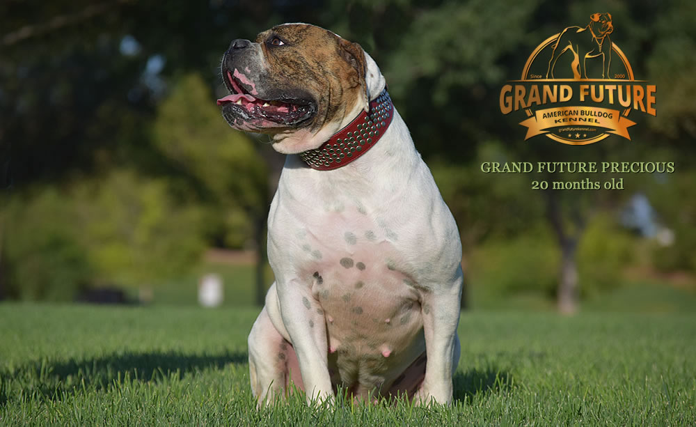 American Bulldog - Grand Future Precious - American Bulldog