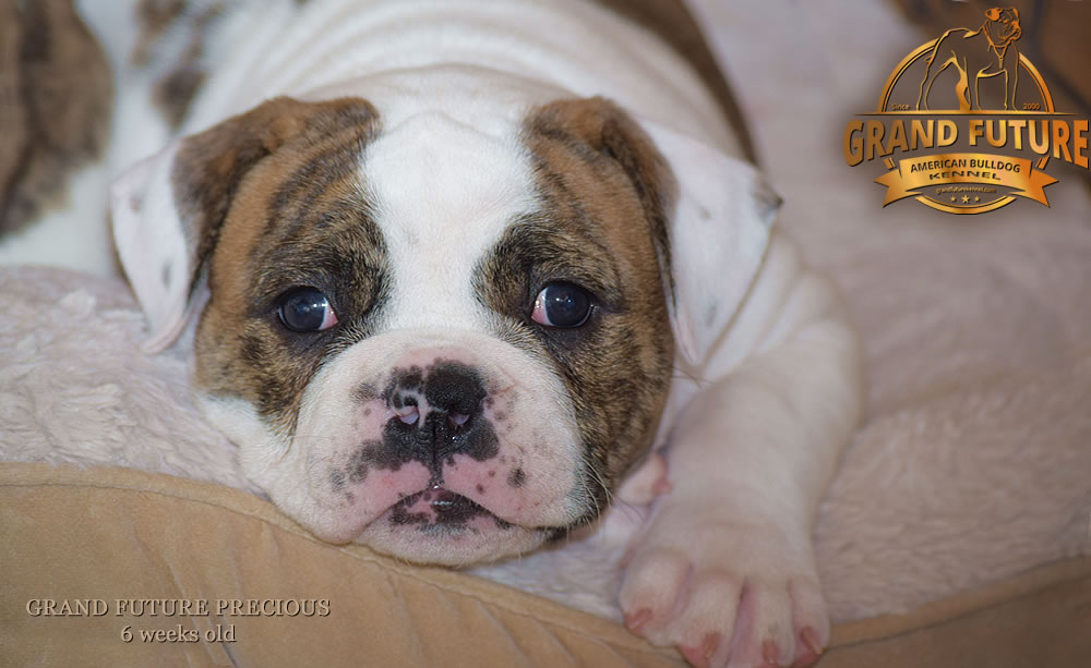 American Bulldog - Grand Future Precious - American Bulldog