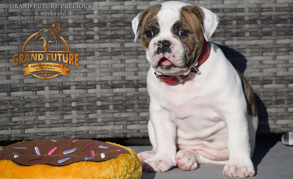 American Bulldog - Grand Future Precious - American Bulldog