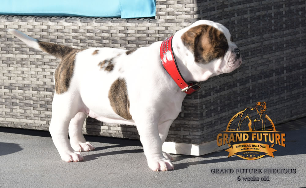 American Bulldog - Grand Future Precious - American Bulldog