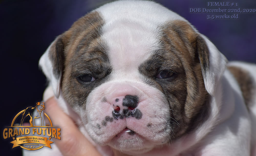 American Bulldog - Grand Future Precious - American Bulldog