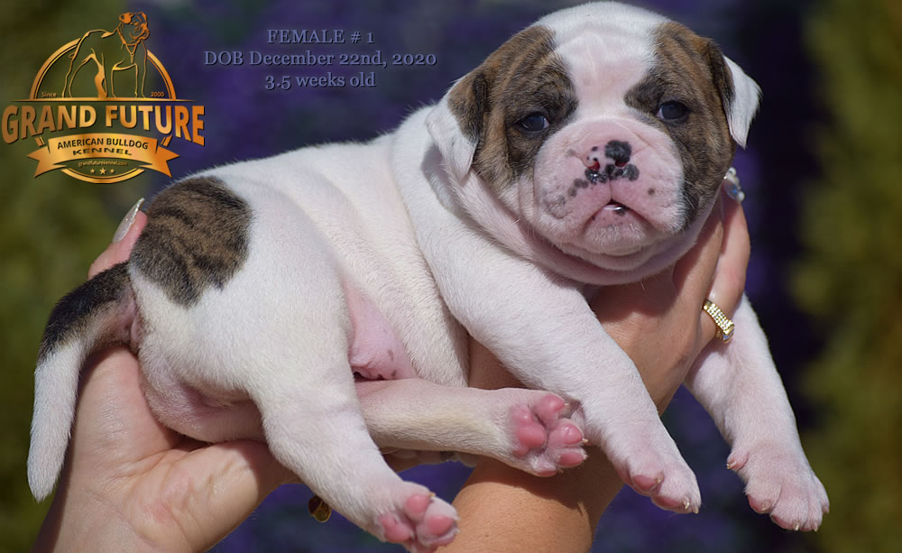 American Bulldog - Grand Future Precious - American Bulldog