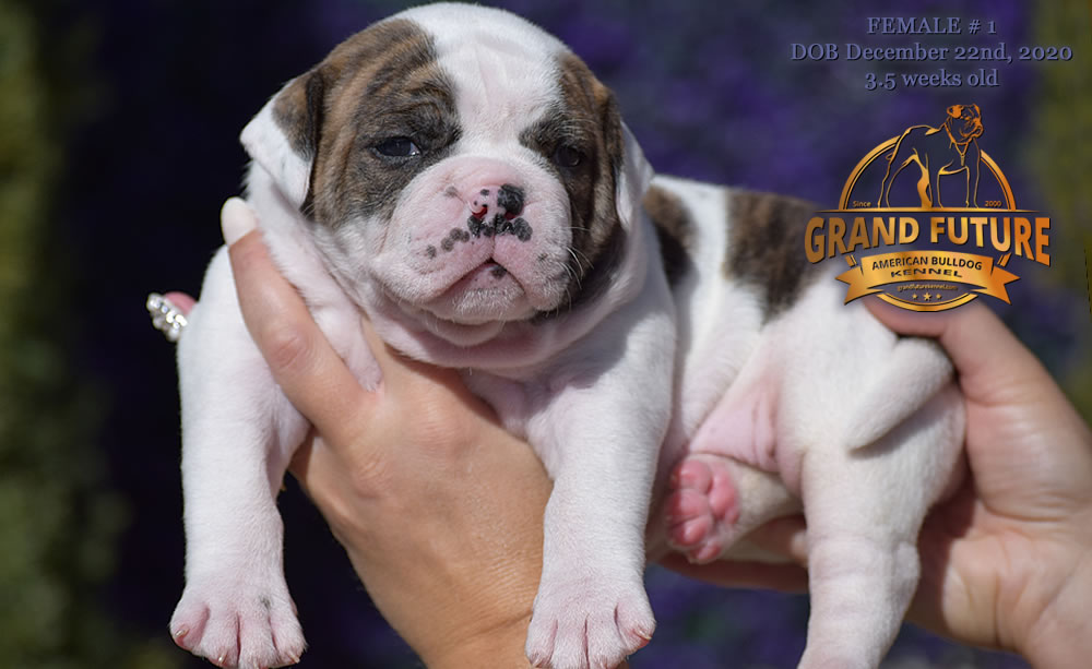 American Bulldog - Grand Future Precious - American Bulldog