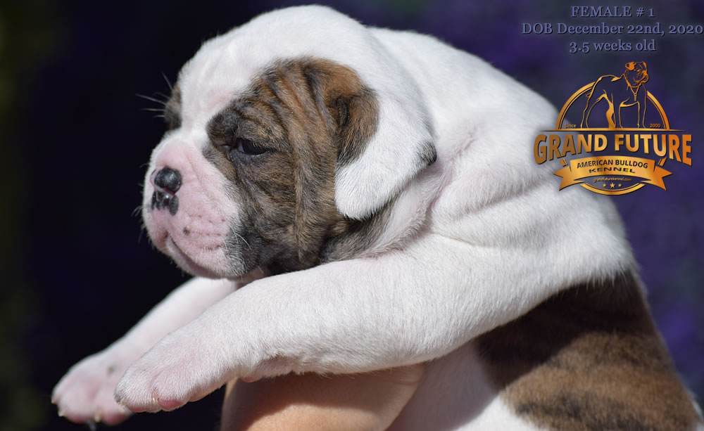 American Bulldog - Grand Future Precious - American Bulldog