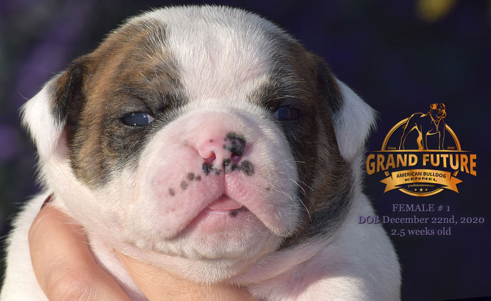 American Bulldog - Grand Future Precious - American Bulldog