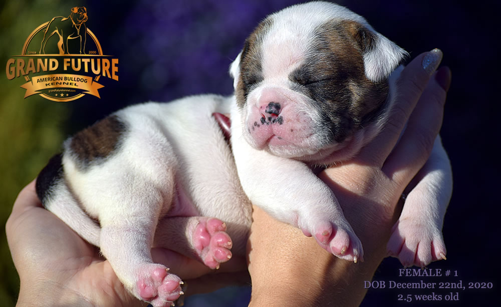 American Bulldog - Grand Future Precious - American Bulldog