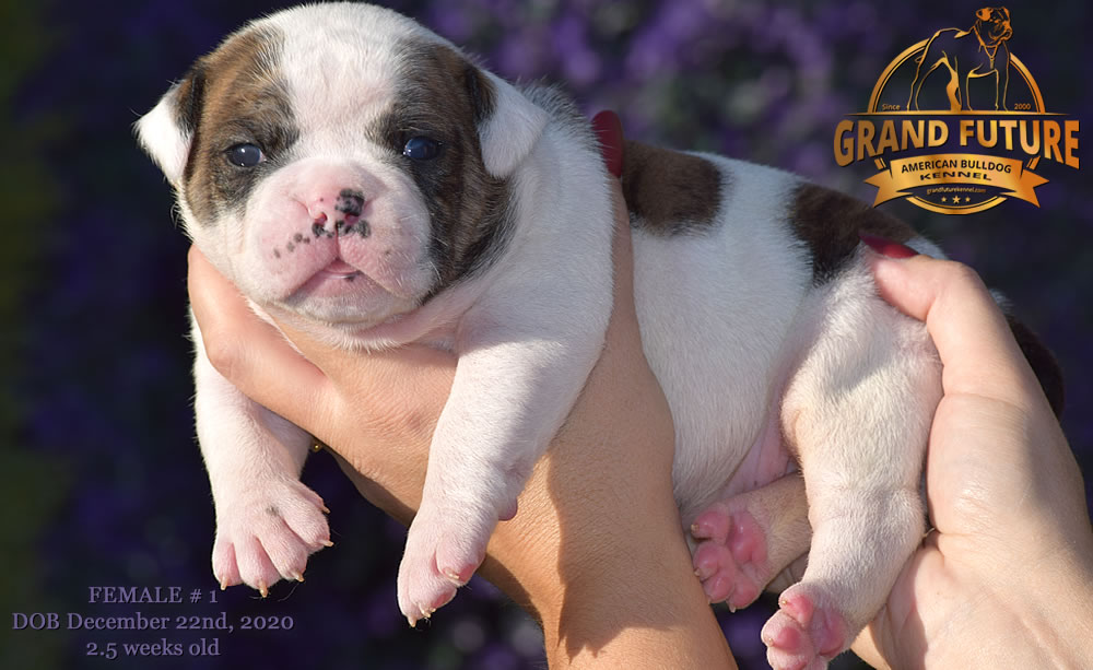 American Bulldog - Grand Future Precious - American Bulldog