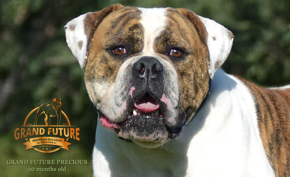 American Bulldog - Grand Future Precious - American Bulldog