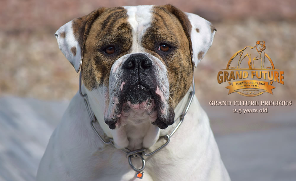 American Bulldog - Grand Future Precious - American Bulldog