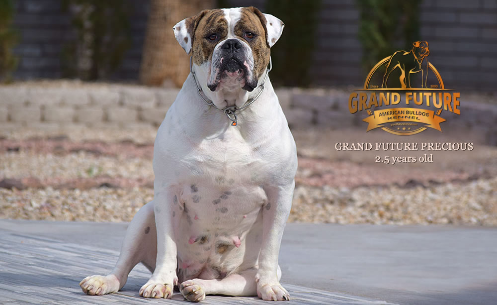 American Bulldog - Grand Future Precious - American Bulldog