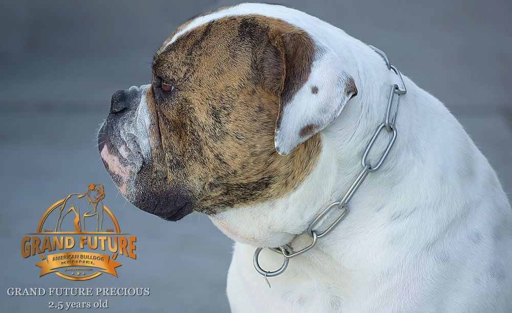 American Bulldog - Grand Future Precious - American Bulldog