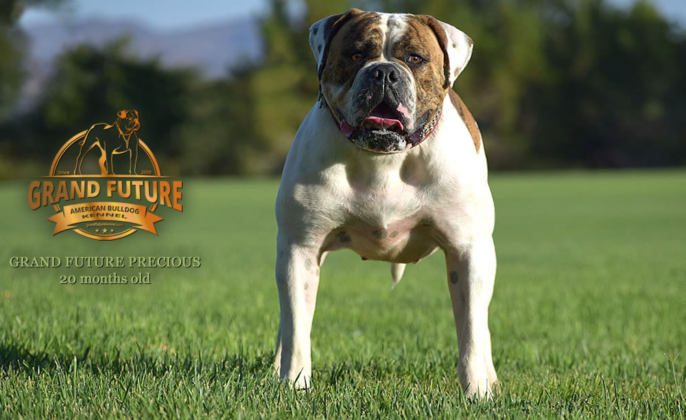 American Bulldog - Grand Future Precious - American Bulldog