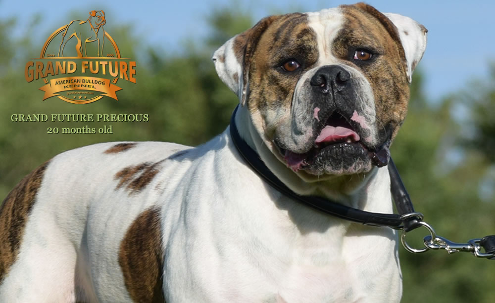 American Bulldog - Grand Future Precious - American Bulldog