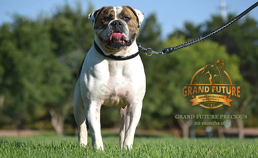 American Bulldog - Grand Future Precious - American Bulldog