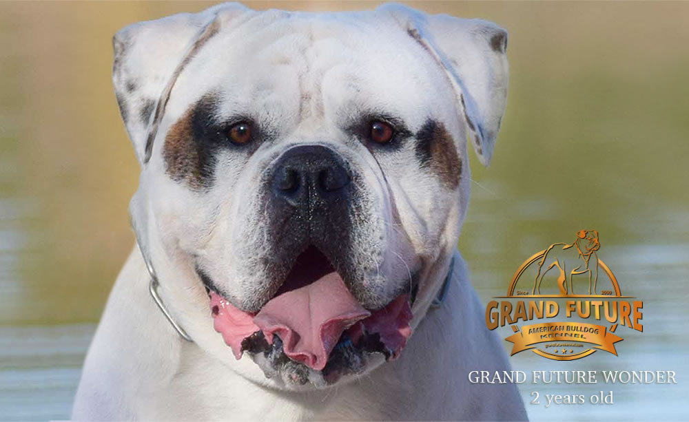 American Bulldog - Grand Future Wonder