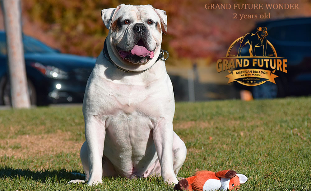 American Bulldog - Grand Future Wonder