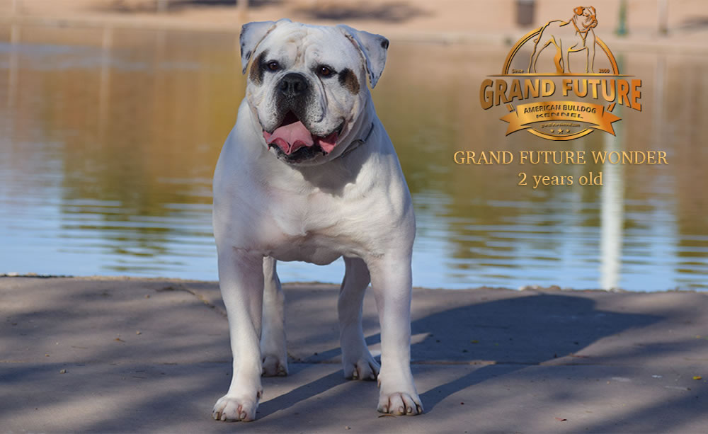 American Bulldog - Grand Future Wonder