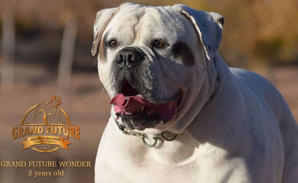 American Bulldog - Grand Future Wonder