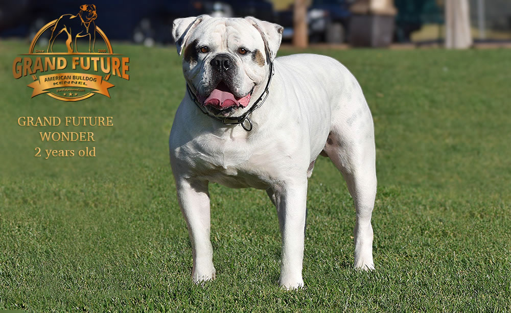 American Bulldog - Grand Future Wonder