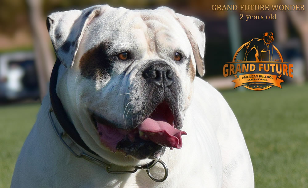 American Bulldog - Grand Future Wonder